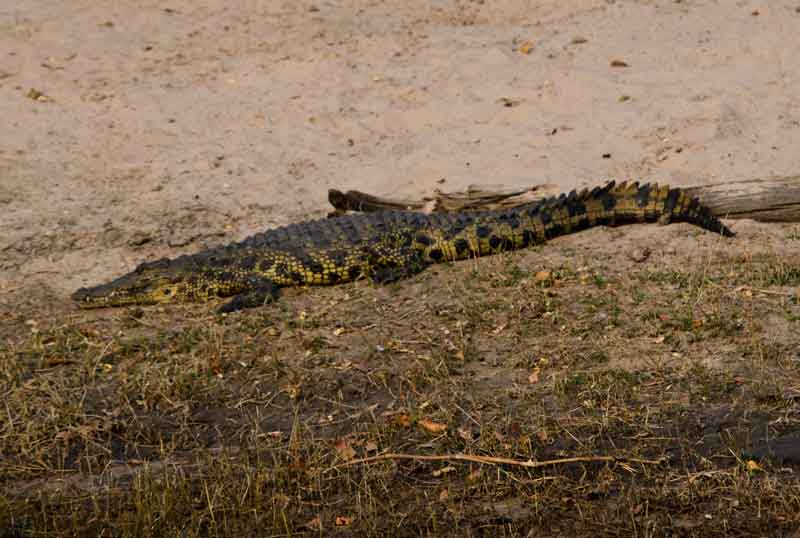 89 - Botswana - cocodrilo - parque nacional de Chobe